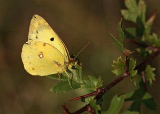 Sar Azamet (Colias croceus)