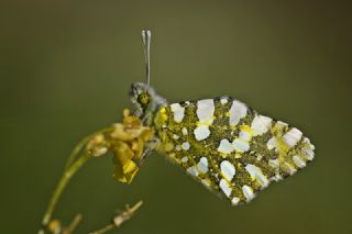 Da Oykls (Euchloe ausonia)