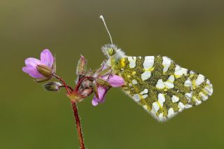 Da Oykls (Euchloe ausonia)