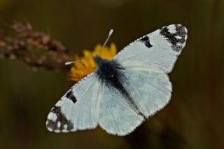 Da Oykls (Euchloe ausonia)