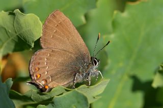 Byk Sevbeni (Satyrium ilicis)