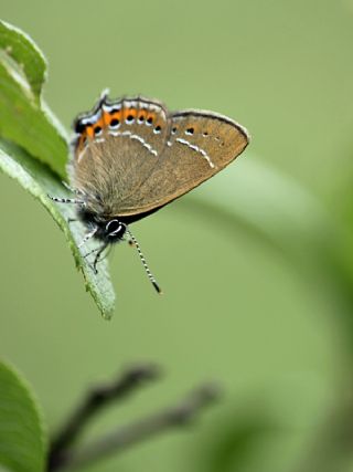 Kara Sevbeni (Satyrium pruni)