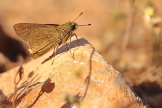 Beyaz illi Kara Zpzp (Pelopidas  thrax)