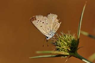 Anormal okgzl (Polyommatus admetus)