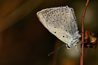 okgzl Dafnis (Polyommatus daphnis)