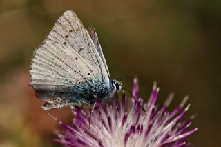 okgzl Dafnis (Polyommatus daphnis)