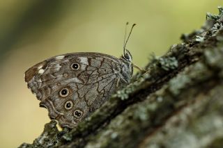 Aa Esmeri (Kirinia roxelana)