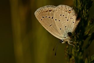 Fransz Everesi (Cupido alcetas)