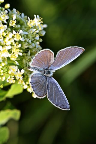 Fransz Everesi (Cupido alcetas)