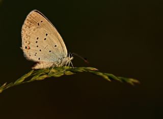 Fransz Everesi (Cupido alcetas)