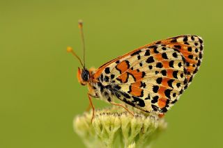 Gzel parhan (Melitaea syriaca)