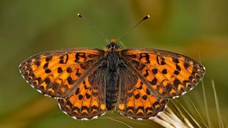 Gzel parhan (Melitaea trivia)
