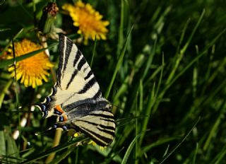 Erik Krlangkuyruk (Iphiclides podalirius)