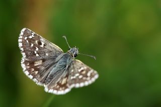 Zeytuni Zpzp (Pyrgus serratulae)