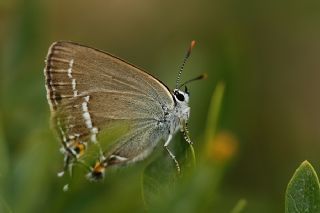 Sevbeni (Satyrium abdominalis)