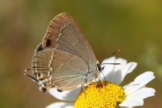 Sevbeni (Satyrium abdominalis)