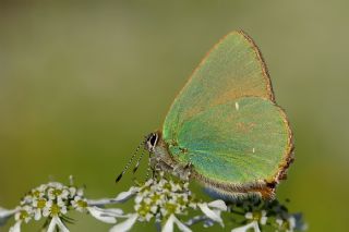 Zmrt (Callophrys rubi)