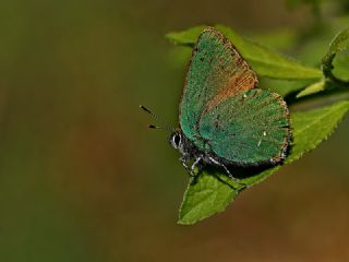 Zmrt (Callophrys rubi)