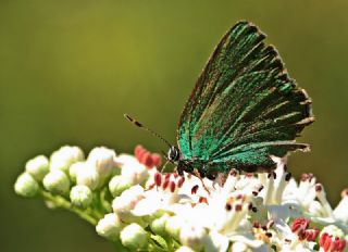 Zmrt (Callophrys rubi)