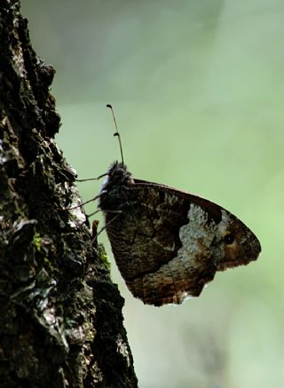 Byk Karamelek (Hipparchia syriaca)
