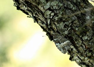 Kara Murat (Brintesia  circe)