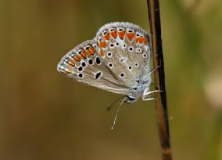 okgzl Meneke Mavisi (Polyommatus thersites)