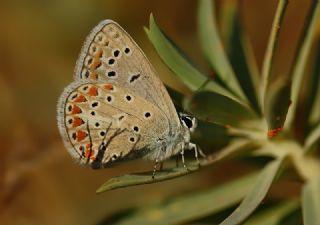 okgzl Meneke Mavisi (Polyommatus thersites)