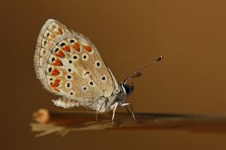 okgzl Meneke Mavisi (Polyommatus thersites)