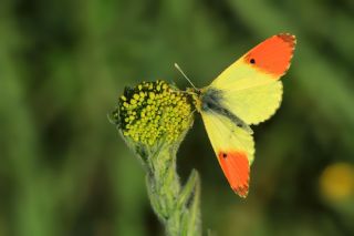 S�sl� Damone&nbsp;(Anthocharis&nbsp;damone)