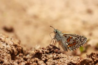 Sarbandl Zpzp (Pyrgus sidae)