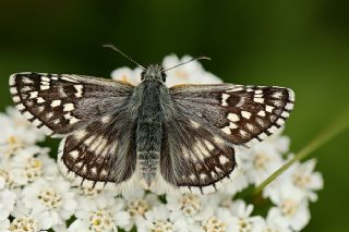 Sar Bandl Zpzp (Pyrgus sidae)