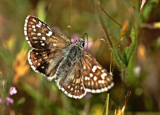 Sar Bandl Zpzp (Pyrgus sidae)
