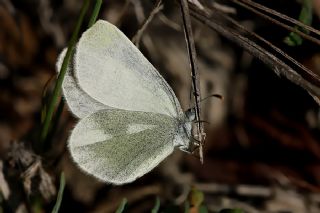 Doulu Narin Orman Beyaz (Leptidea duponcheli)