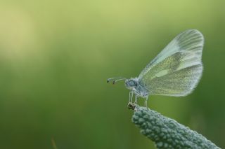 Doulu Narin Orman Beyaz (Leptidea duponcheli)