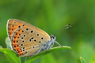 Ate Bakr Gzeli (Lycaena candens)