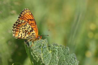 Trkistan parhan (Melitaea arduinna)