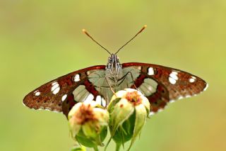 Akdeniz Hanmeli Kelebei (Limenitis reducta)