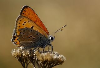 Kk Ate Gzeli (Lycaena thersamon)