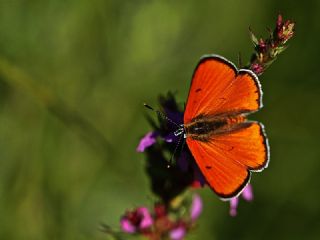 Byk Bakr Gzeli (Lycaena dispar)