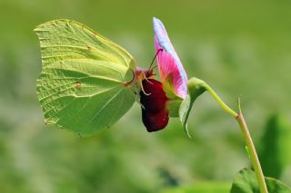 Orakkanat (Gonepteryx rhamni)