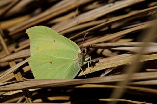 Orakkanat (Gonepteryx rhamni)