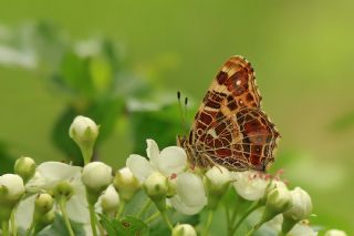 Isrgan Kelebei (Araschnia levana)