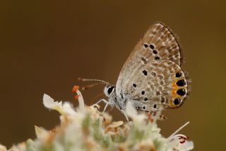 Mcevher Kelebei (Chilades trochylus)