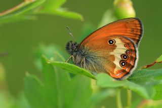 Funda Zpzp Perisi (Coenonympha arcania)