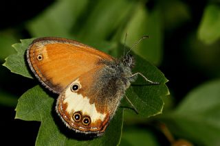 Funda Zpzp Perisi (Coenonympha arcania)