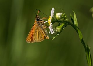 Sar Antenli Zpzp (Thymelicus sylvestris)