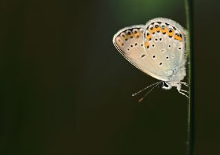 das Mavisi, Esmergz (Plebejus idas)