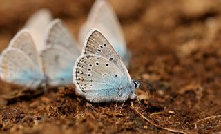 okgzl Amanda (Polyommatus amandus)