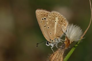 Anormal okgzl (Polyommatus admetus)