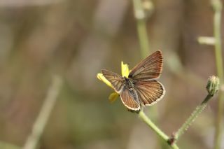 Anormal okgzl (Polyommatus admetus)